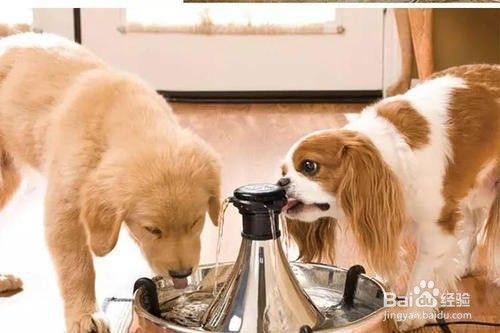 网络买狗需要注意什么东西