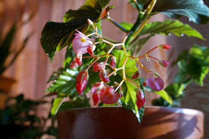 竹节海棠种子栽培方法