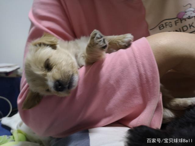 奶狗不会吃东西怎么办啊