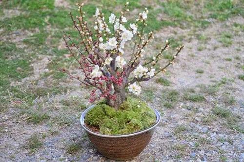 梅花栽培方法