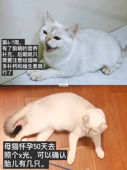 猫怀孕了需要注意什么东西