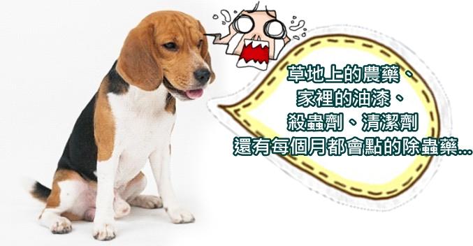哪些东西对狗有毒