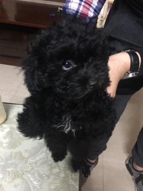 黑色泰迪怎么训练厕所