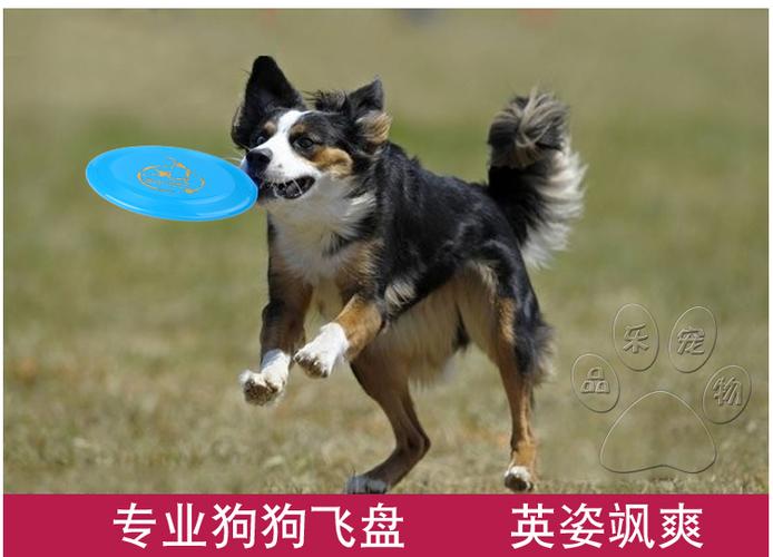 边牧怎样训练飞碟