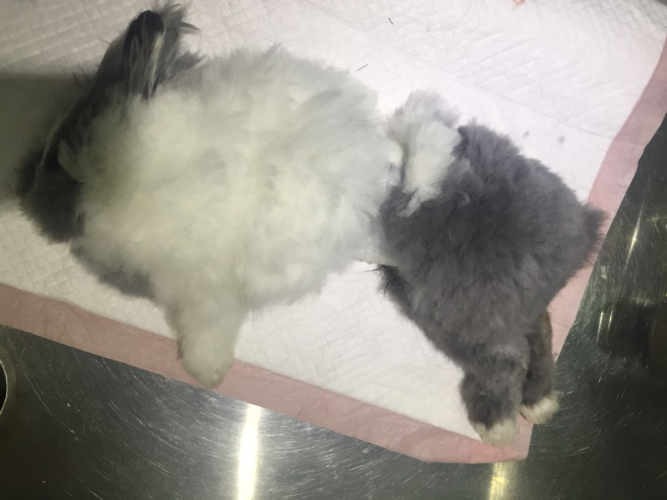 兔子突然拉稀没不吃东西