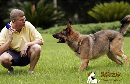 怎样训练普通狗