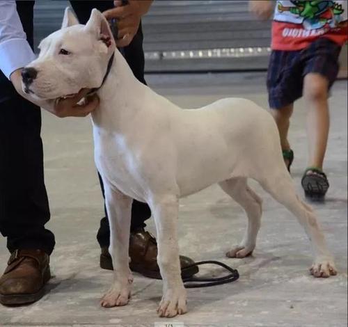 如何训练杜高犬书籍