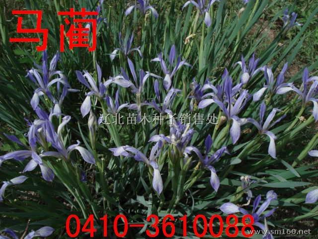 马蔺种子栽培方法