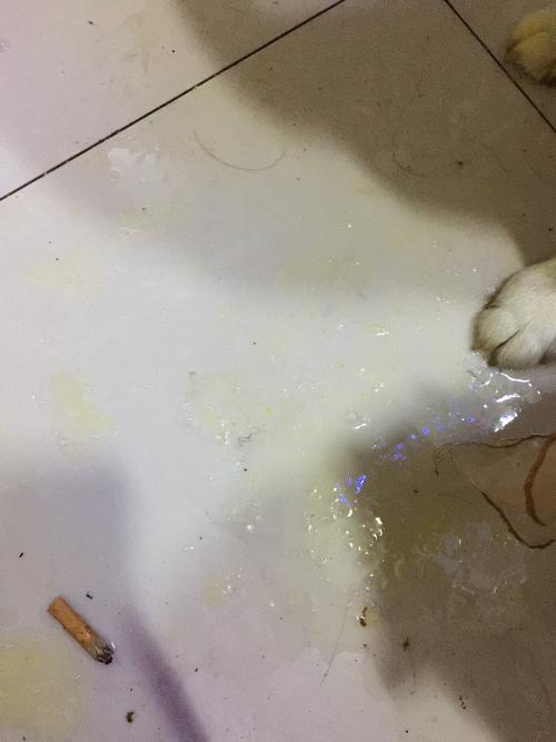 狗狗呕吐 但没东西吐出来怎么办
