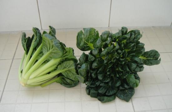 乌塌菜做法