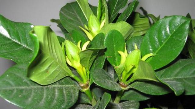 栀子花草怎么样栽培