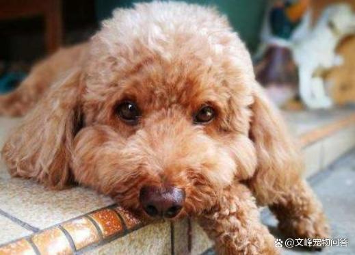 贵宾犬三天没吃东西怎么办