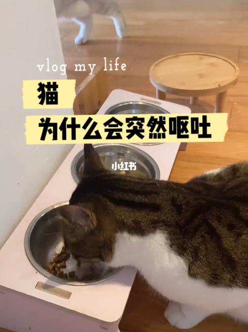 为什么猫吃东西会呕吐怎么办