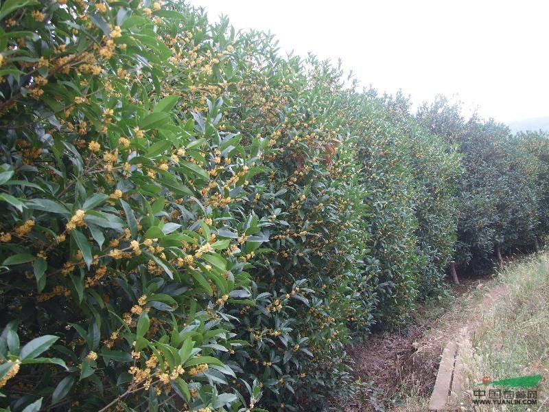 冬季植桂花树注意事项