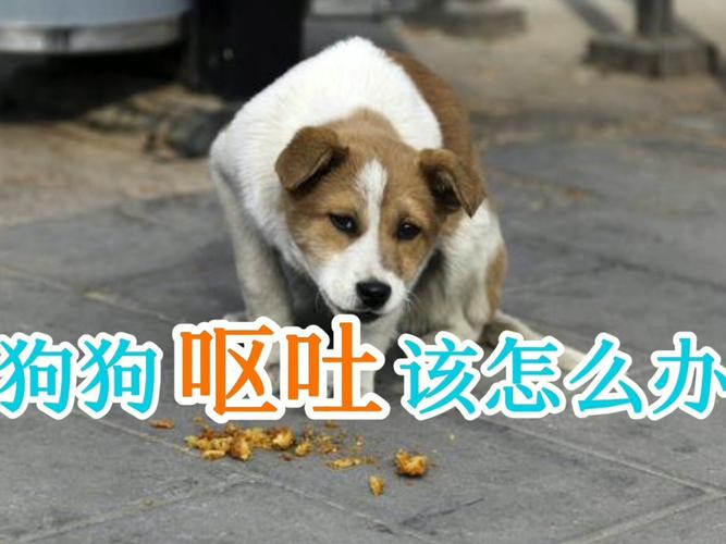 狗狗呕吐很多东西怎么办