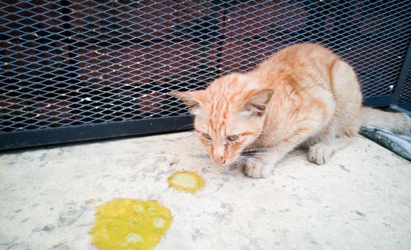 猫咪误食不消化的东西怎么办