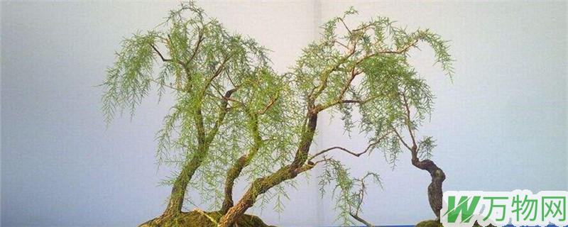 柳树盆景的栽培
