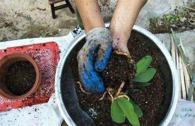盆装花移栽后注意事项
