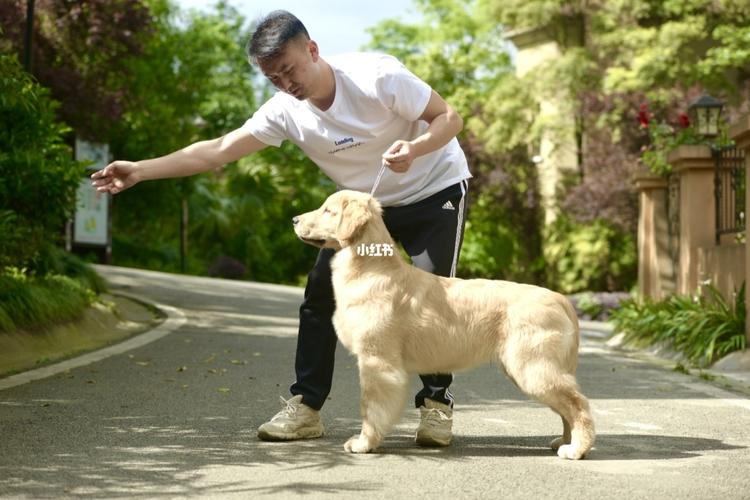 狗狗训练全程教程