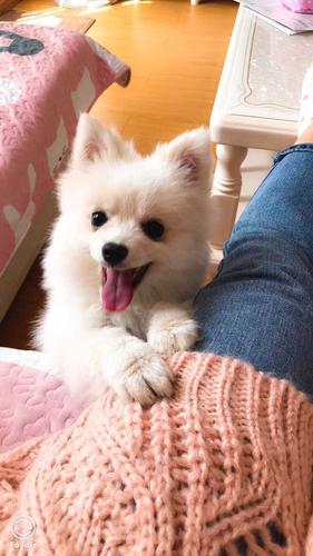 博美犬突然不怎么吃东西