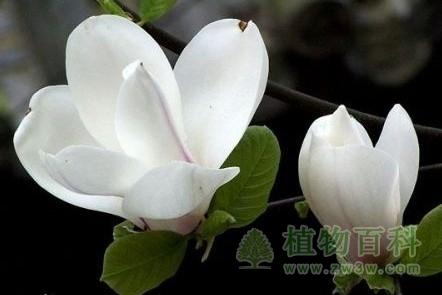 白玉兰栽培