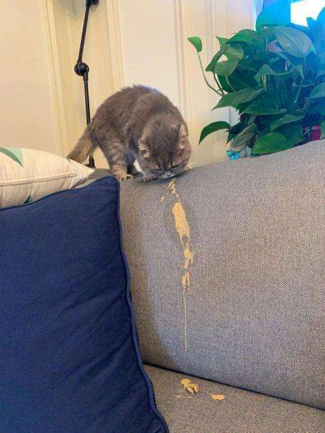 猫咪吐不吃东西怎么办