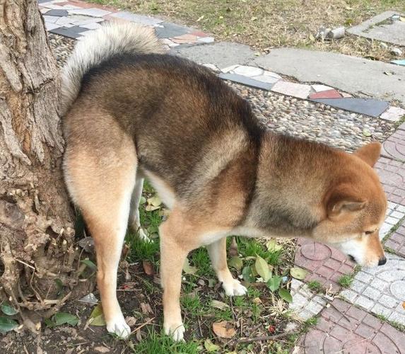 柴犬如何做训练大小便