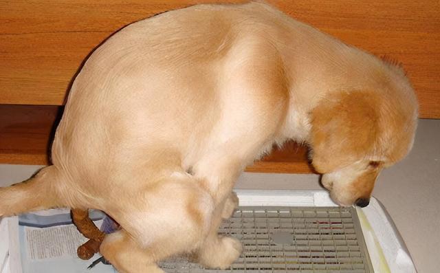 成犬如何训练家中排便