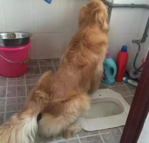 四个月小金毛怎么训练上厕所