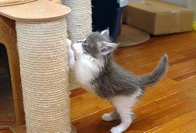 怎么让猫咪不乱抓东西