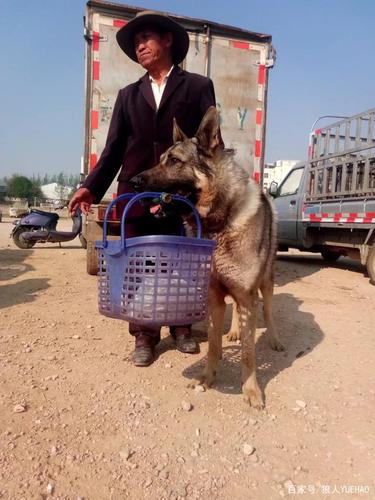 如何训练昆明犬带狗环