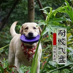 训练拉布拉多接飞盘吗