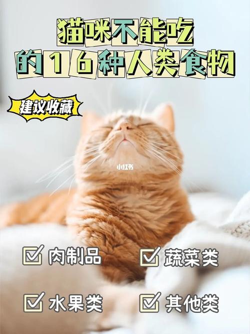 猫怀孕期间要注意什么东西不能吃什么好