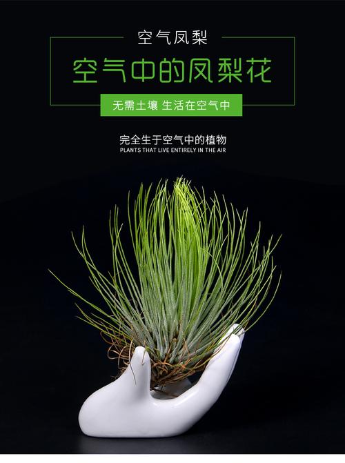 空气草栽培