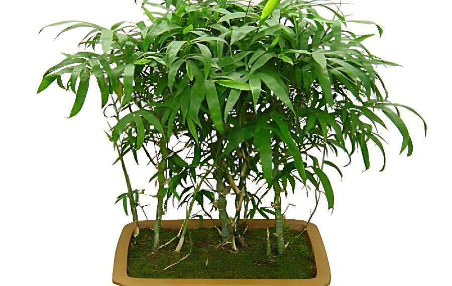 佛肚竹盆景的养护注意事项