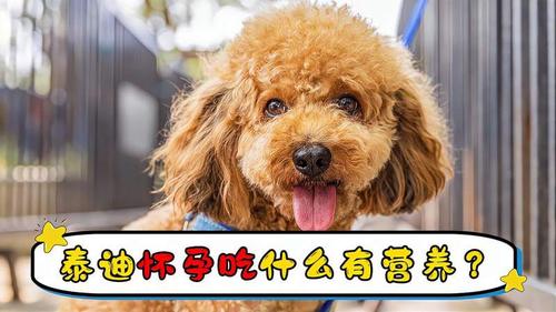 狗怀孕给吃点什么东西