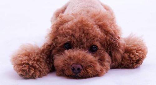泰迪幼犬挠东西是什么原因