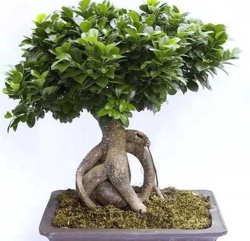 人参榕树栽培技术视频