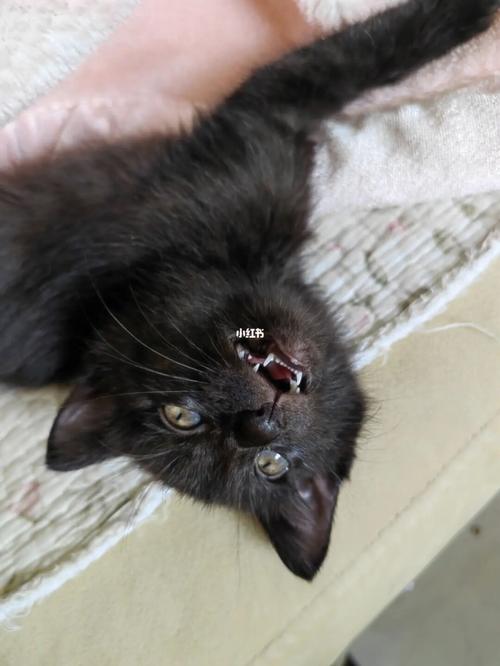 小猫呕吐黑色东西怎么办