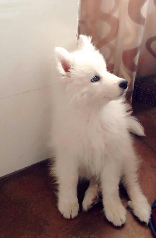 怎么训练银狐