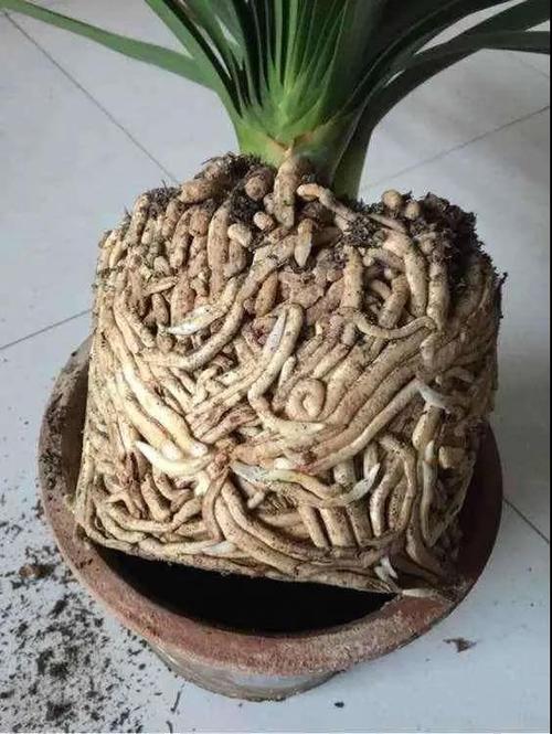 浅根系花卉怎样栽培