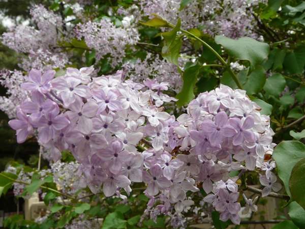 丁香花栽培养殖技术