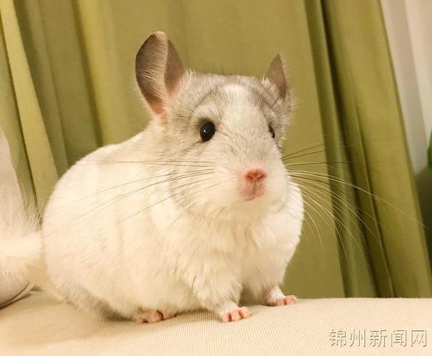 龙猫便秘不吃东西