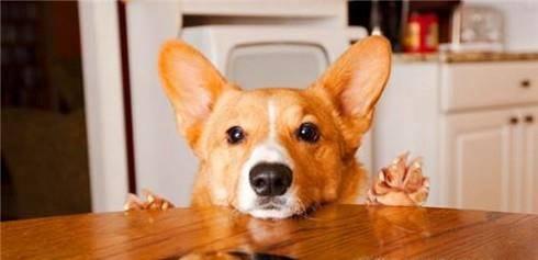 狗狗腹泻不爱吃东西