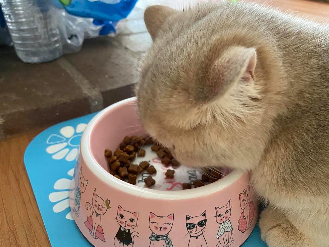 猫咪饮食训练