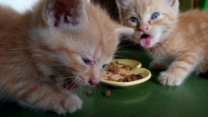 猫咪生小猫后不吃东西怎么办