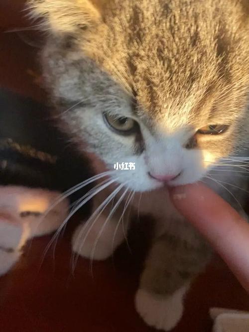 奶猫 咬东西怎么回事