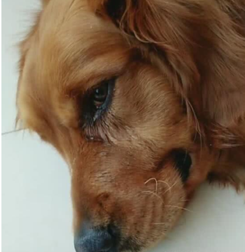 金毛狗哆嗦不吃东西