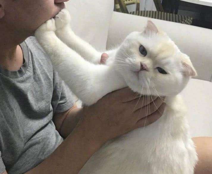 怎么训练小猫亲近人