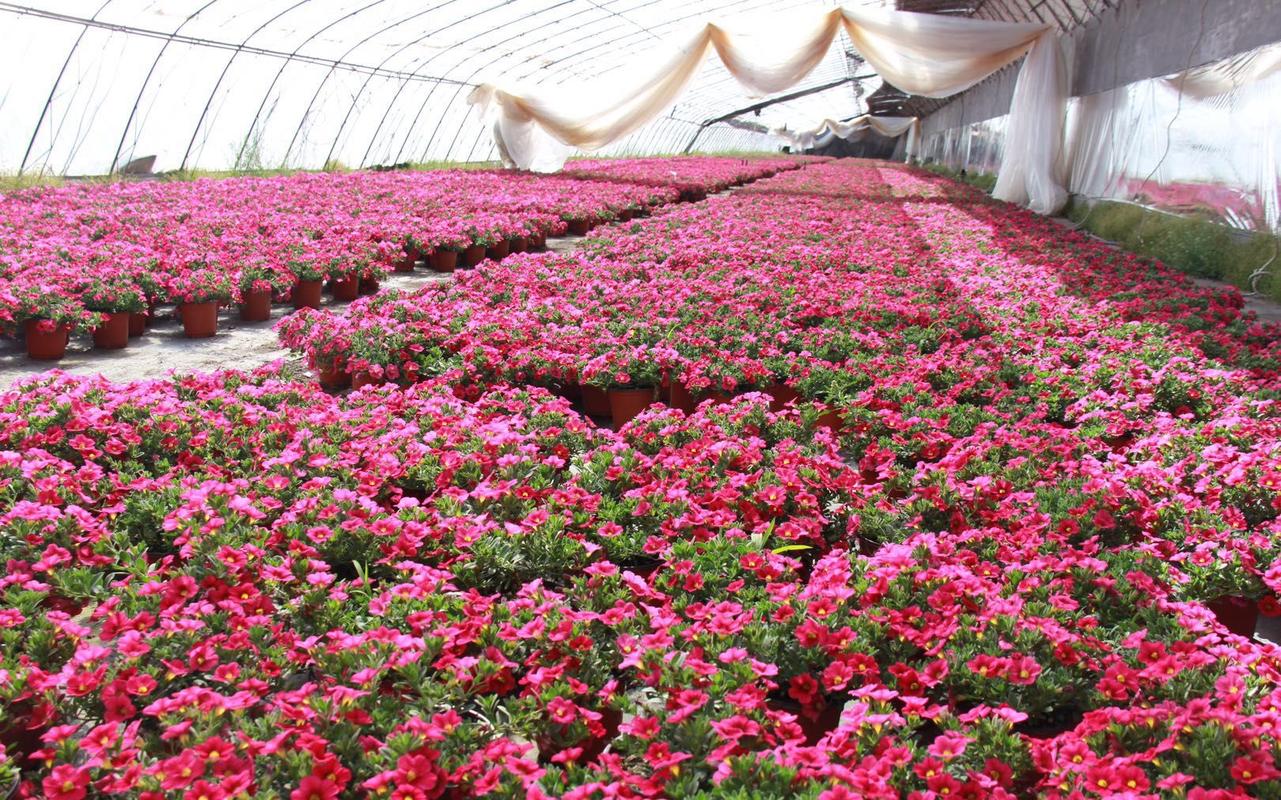 鲜花栽培